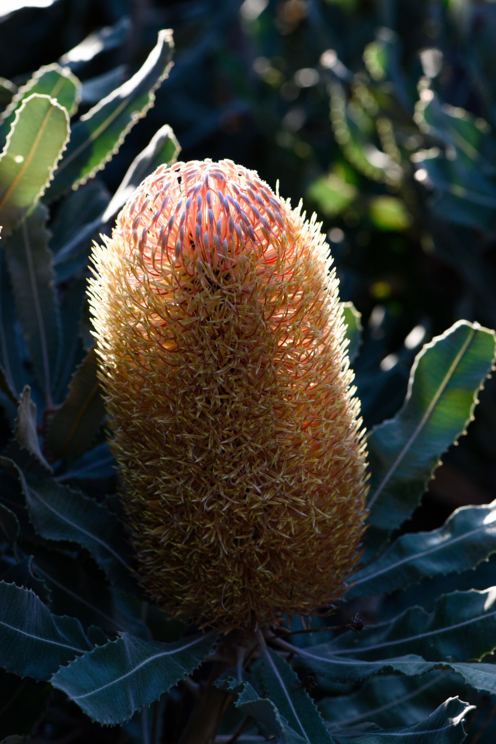 Nikon D3300 sample photo. Banksia, flora, native photography