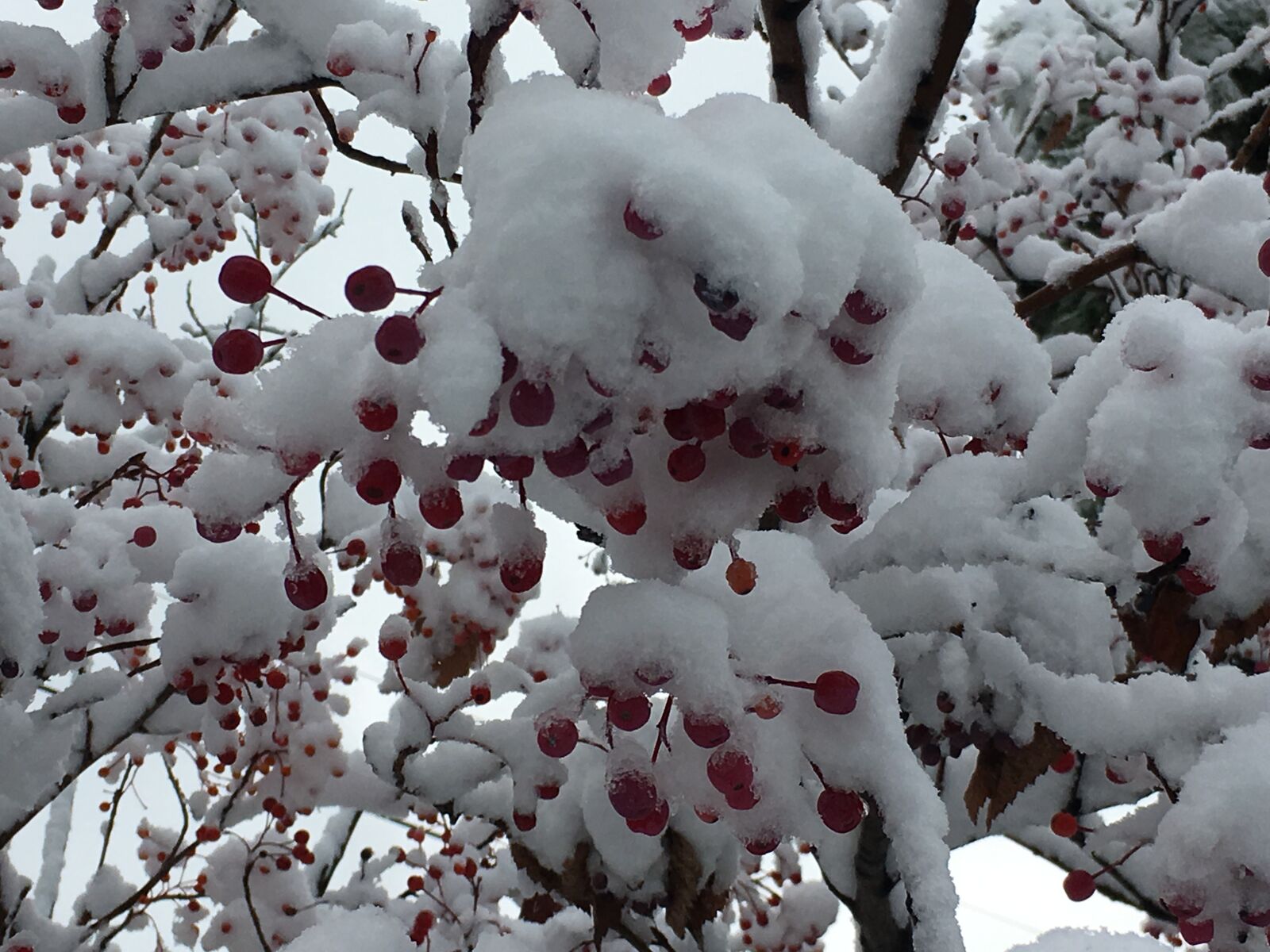 Apple iPhone 6s sample photo. Winter, snow, fruit photography