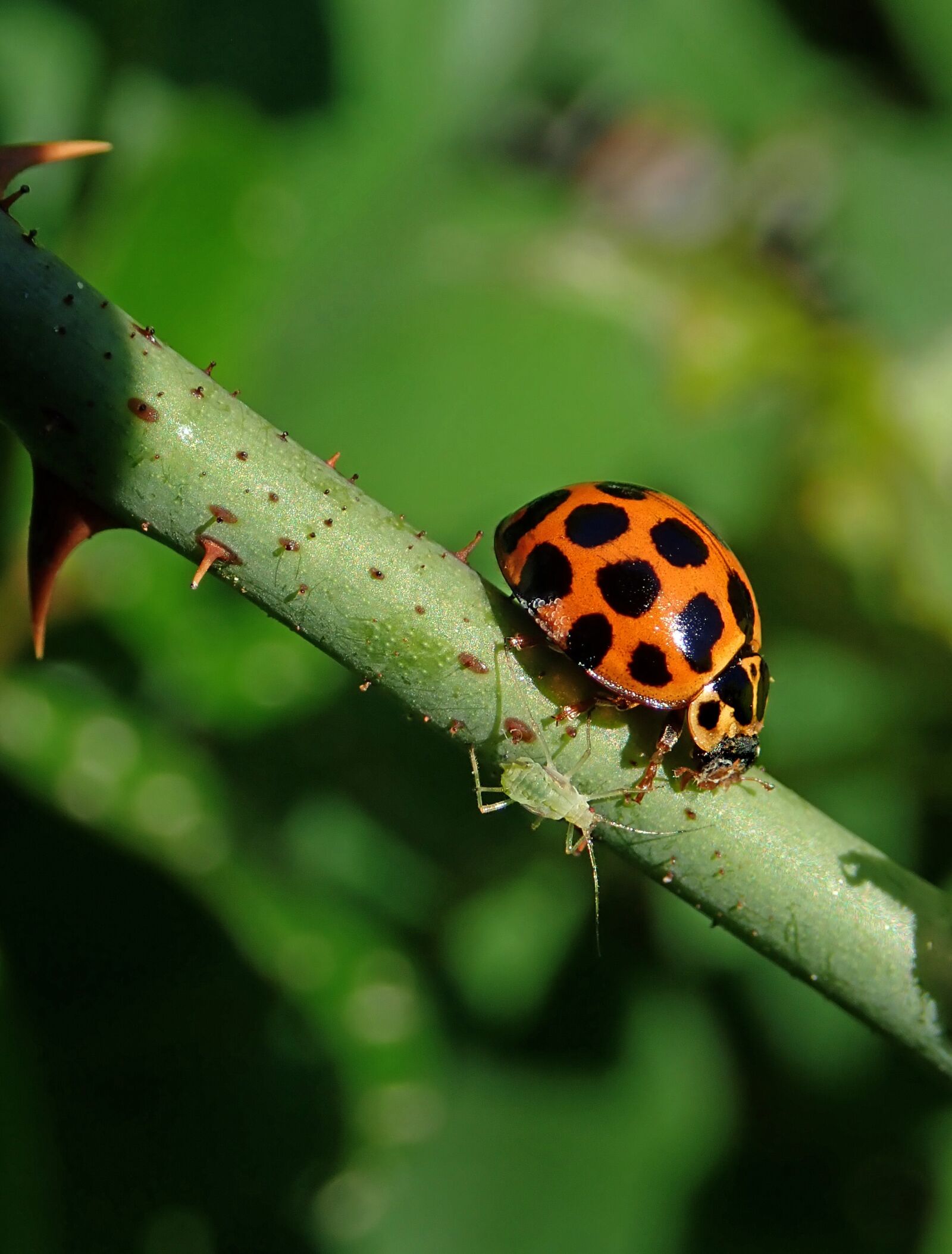 Olympus TG-5 sample photo. Insects, ladybird, aphid photography