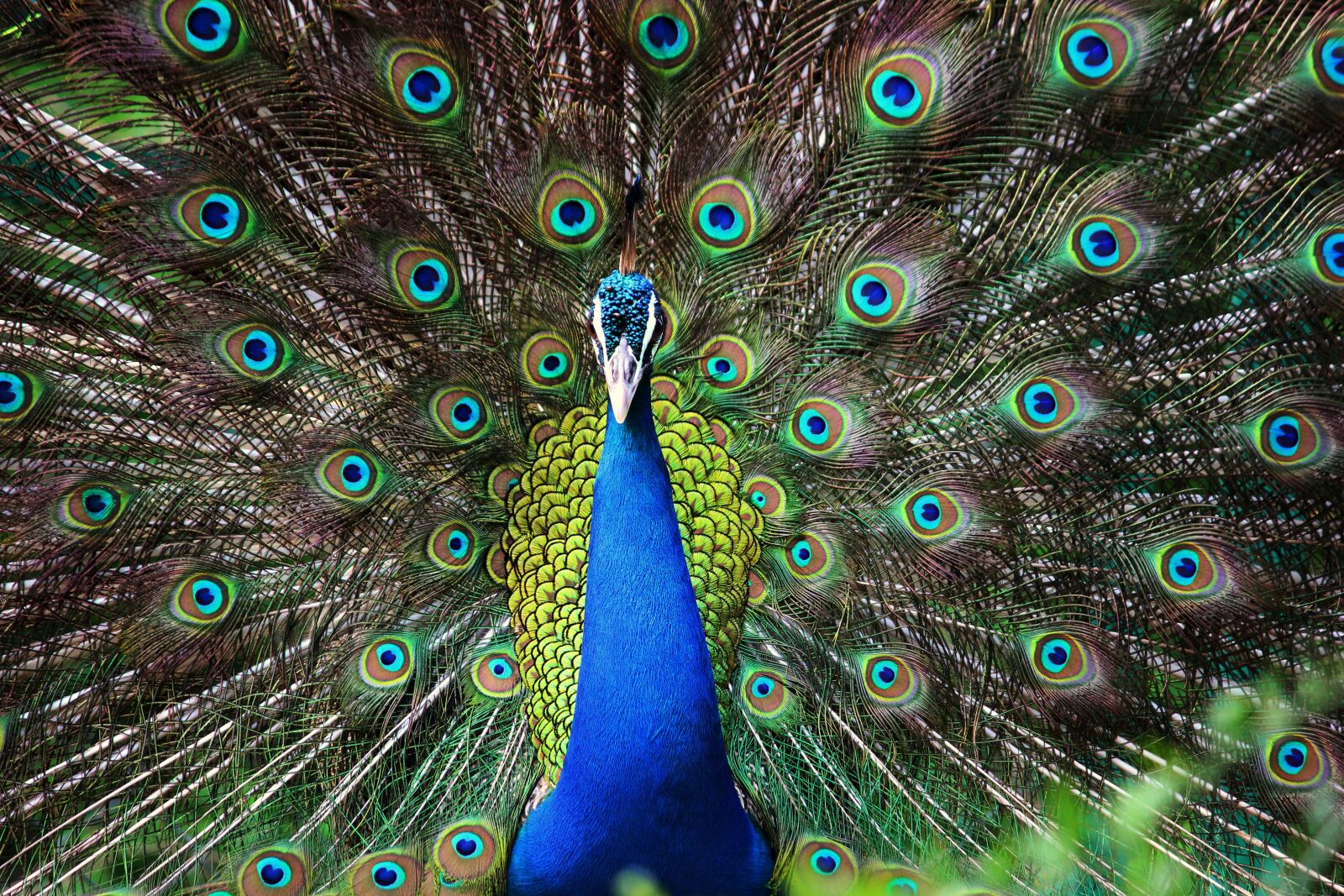 Canon EOS 600D (Rebel EOS T3i / EOS Kiss X5) sample photo. Peacock, bird, feathers photography
