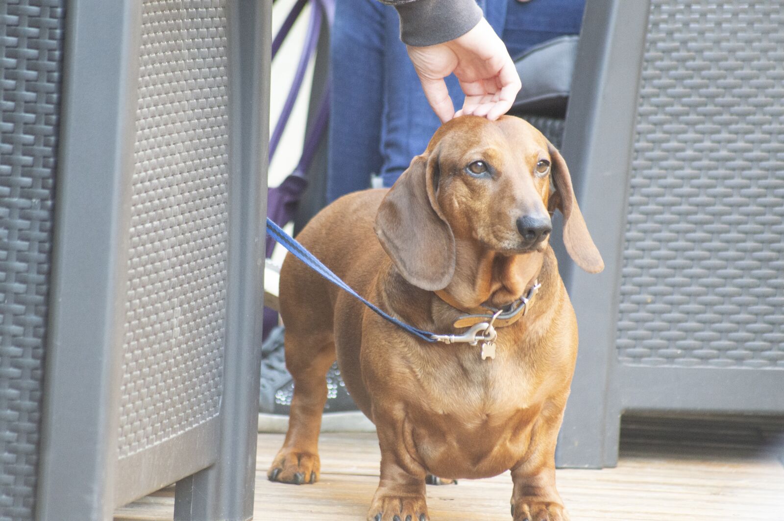 Nikon D3200 sample photo. France, dog, nature photography