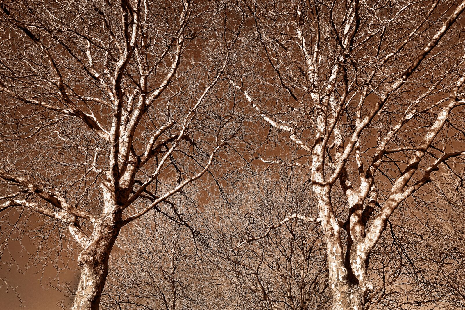Sony Cyber-shot DSC-RX100 sample photo. Plane tree, tree, tree photography