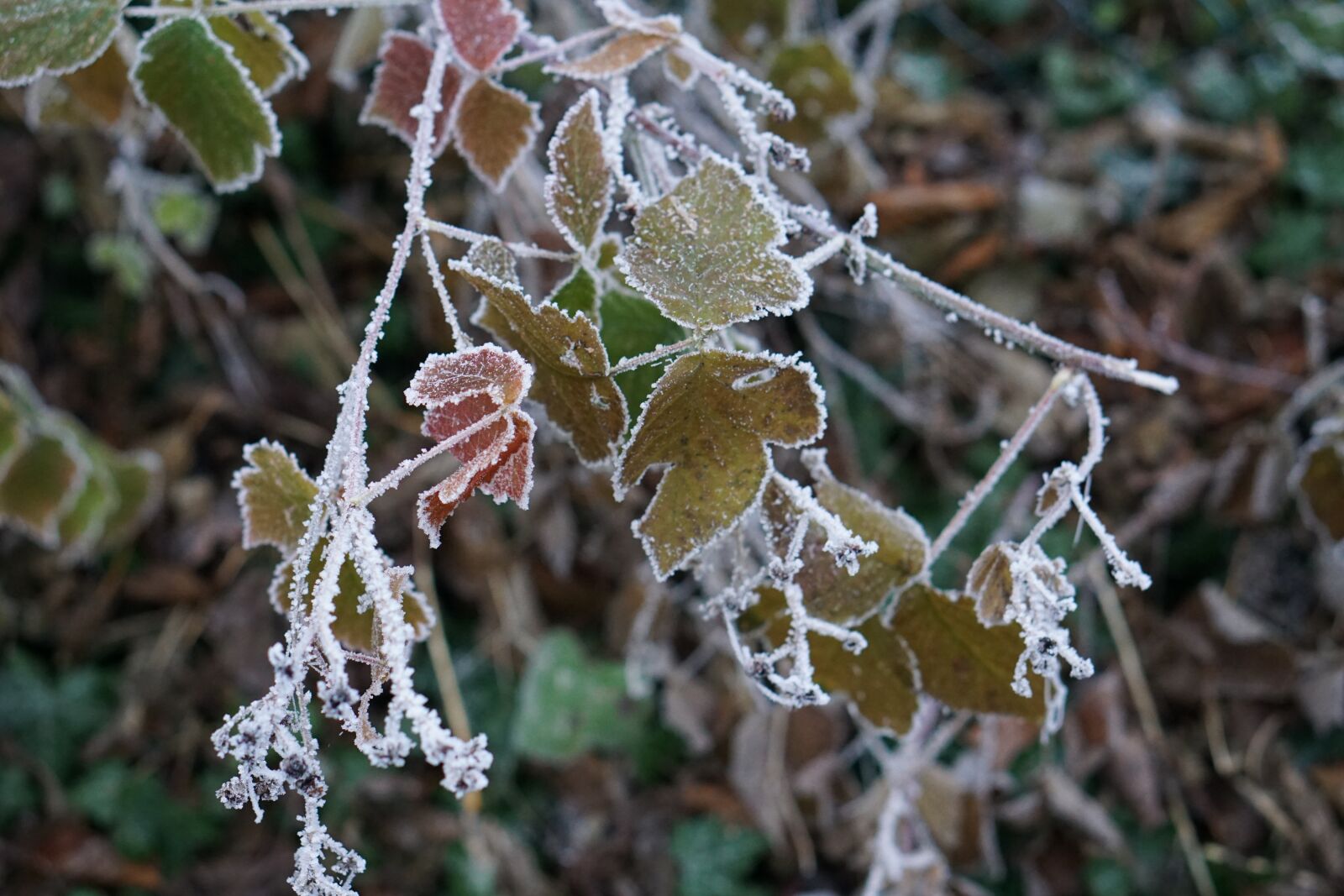 E 50mm F1.8 OSS sample photo. Ice, leaf, winter photography
