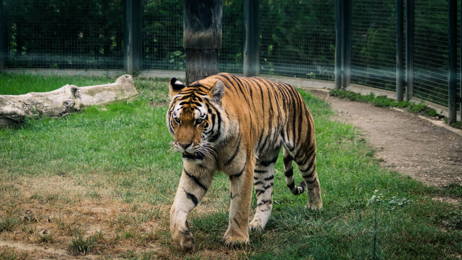 Sony DT 55-200mm F4-5.6 SAM sample photo. Tiger, zoo photography