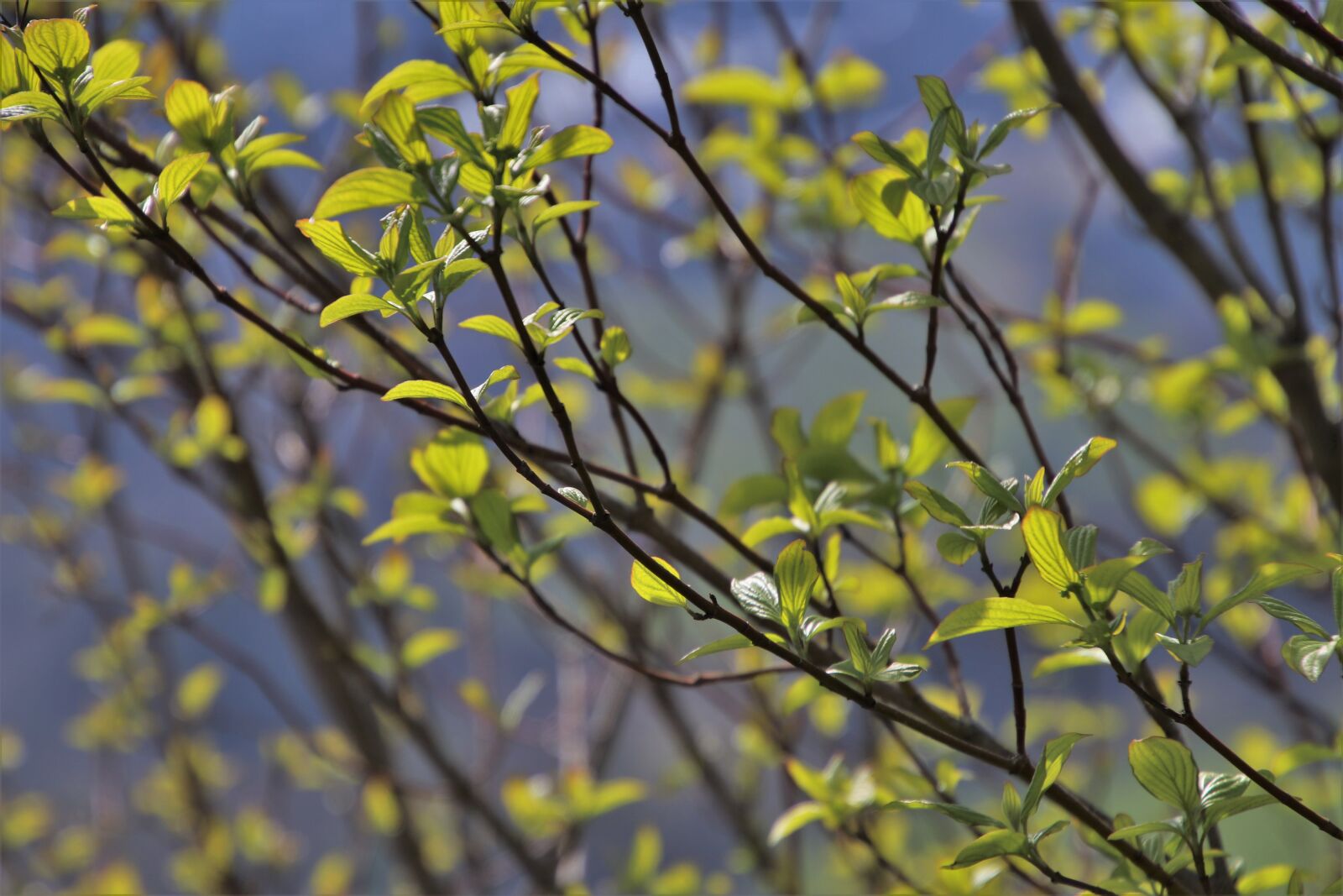 Canon EOS 80D sample photo. Fresh herbs, twigs, young photography