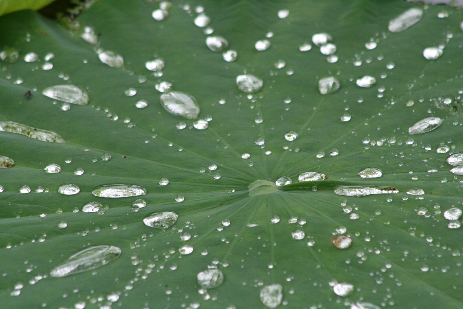 Canon EOS 400D (EOS Digital Rebel XTi / EOS Kiss Digital X) sample photo. Plant, drop of water photography