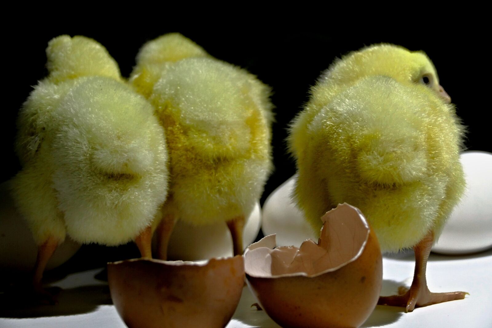 Panasonic Lumix DMC-FZ1000 sample photo. Kuriatka, poultry, animal photography