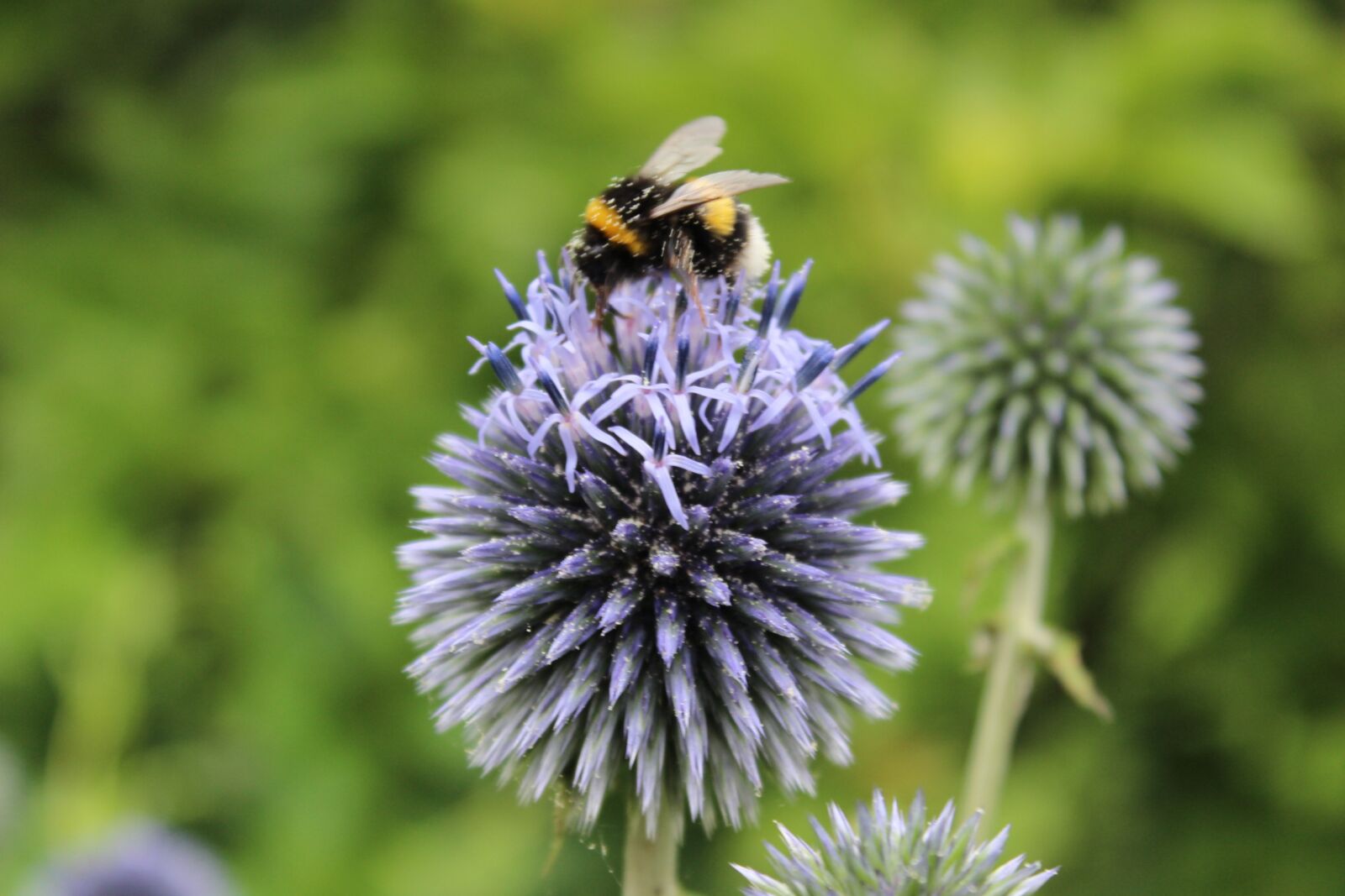 Canon EOS 600D (Rebel EOS T3i / EOS Kiss X5) sample photo. Hummel, garden, blossom photography