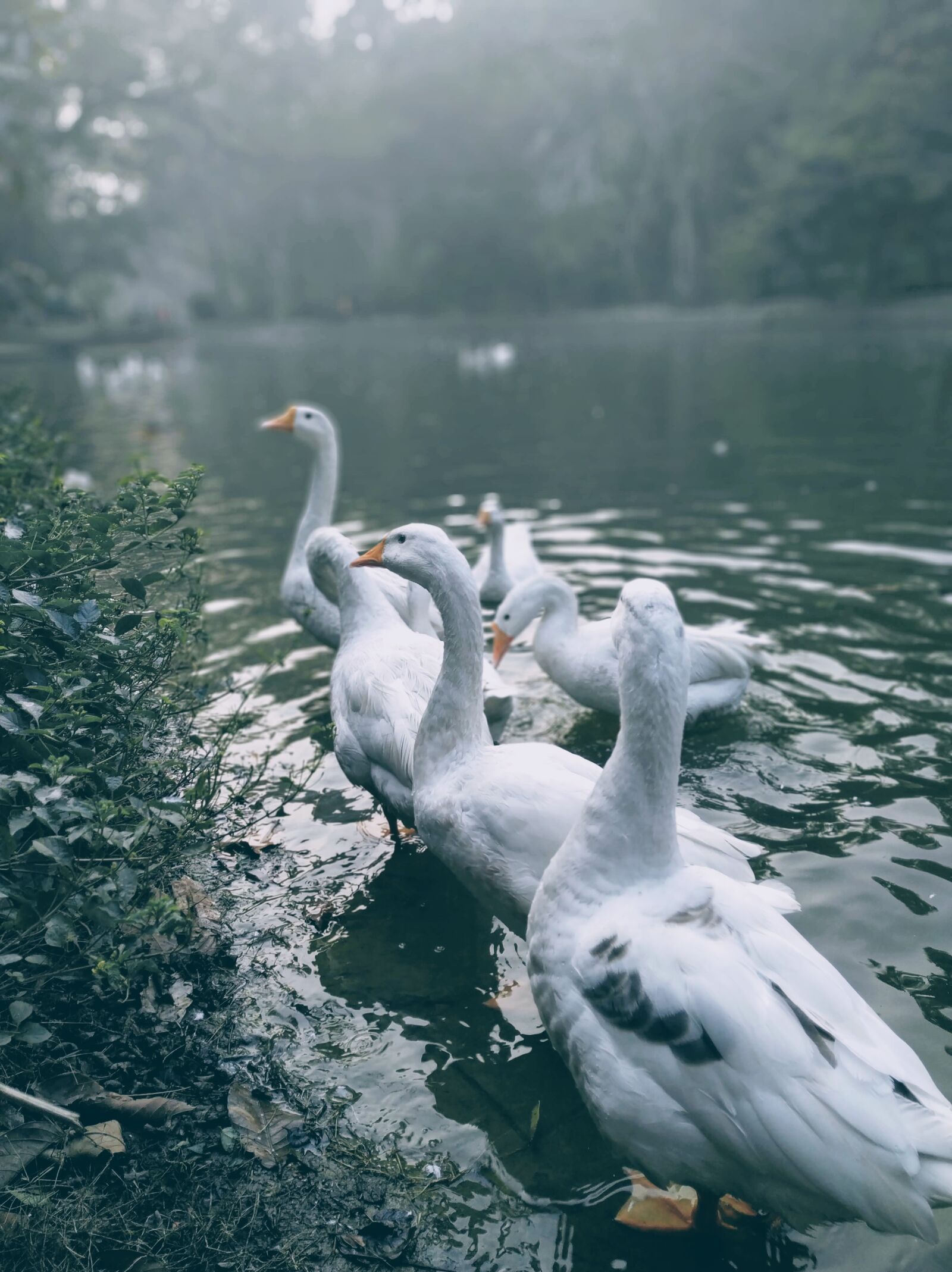 Xiaomi Mi A2 sample photo. Ducks, pond, water photography