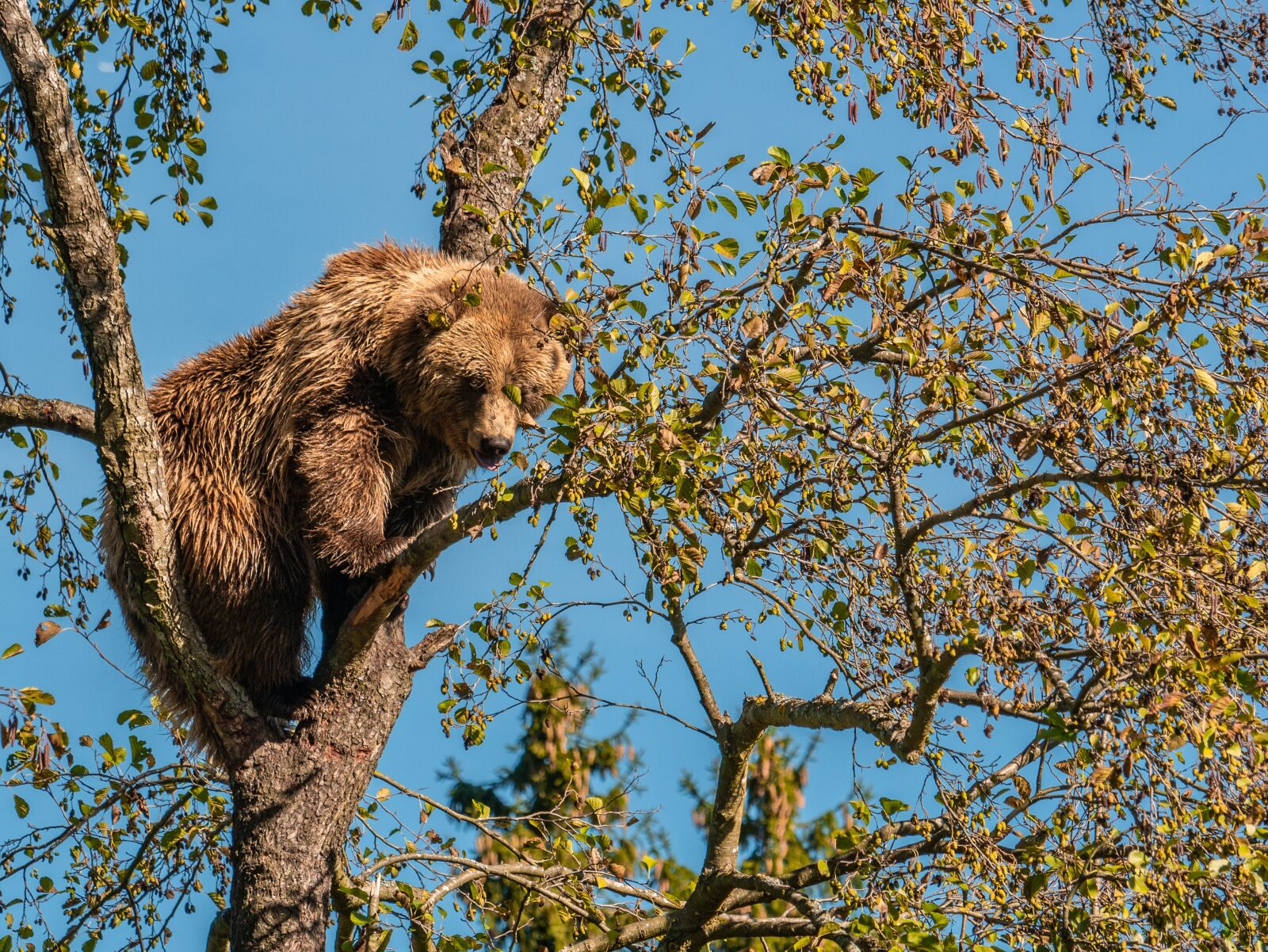 LUMIX G VARIO 100-300/F4.0-5.6II sample photo. Bear, brown bear, fur photography
