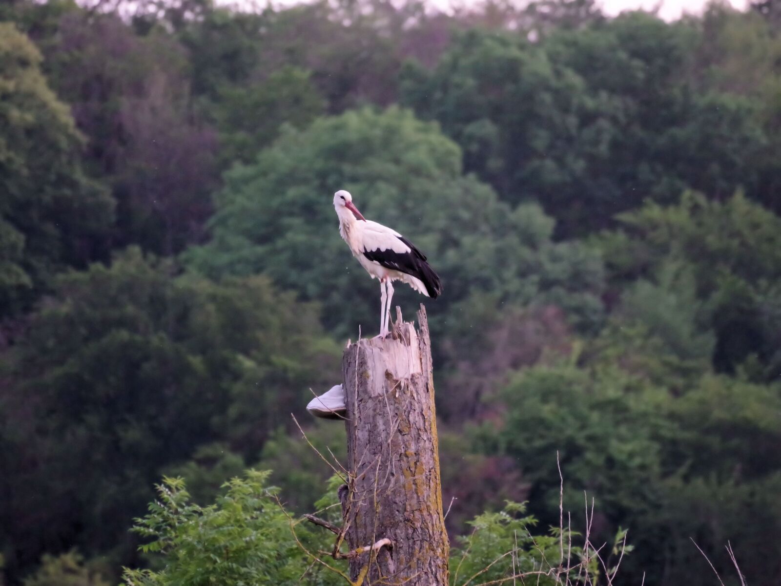 Pentax K-70 sample photo. Storks, nature, rattle stork photography