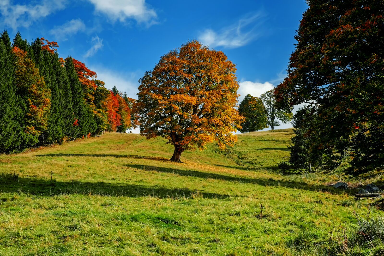 Fujifilm X-T10 + Fujifilm XF 35mm F1.4 R sample photo. Tree, autumn, forest photography