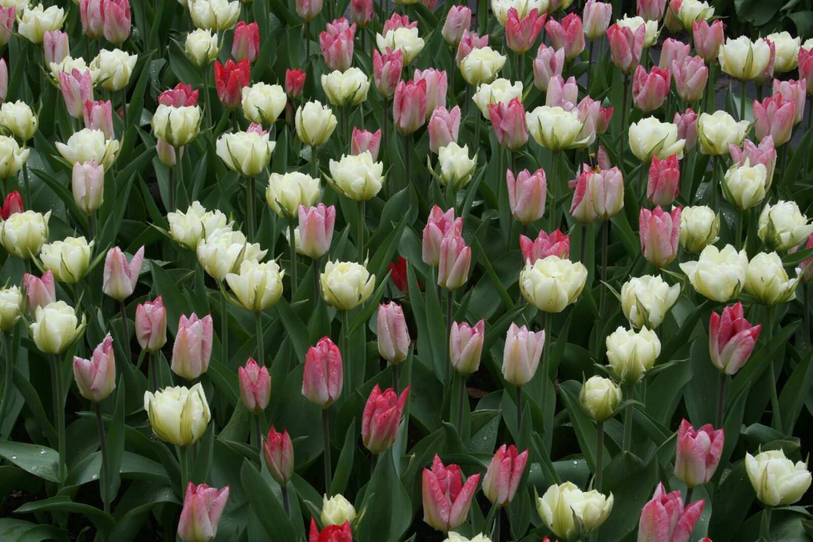 Canon EOS 400D (EOS Digital Rebel XTi / EOS Kiss Digital X) sample photo. Tulip, white, pink photography
