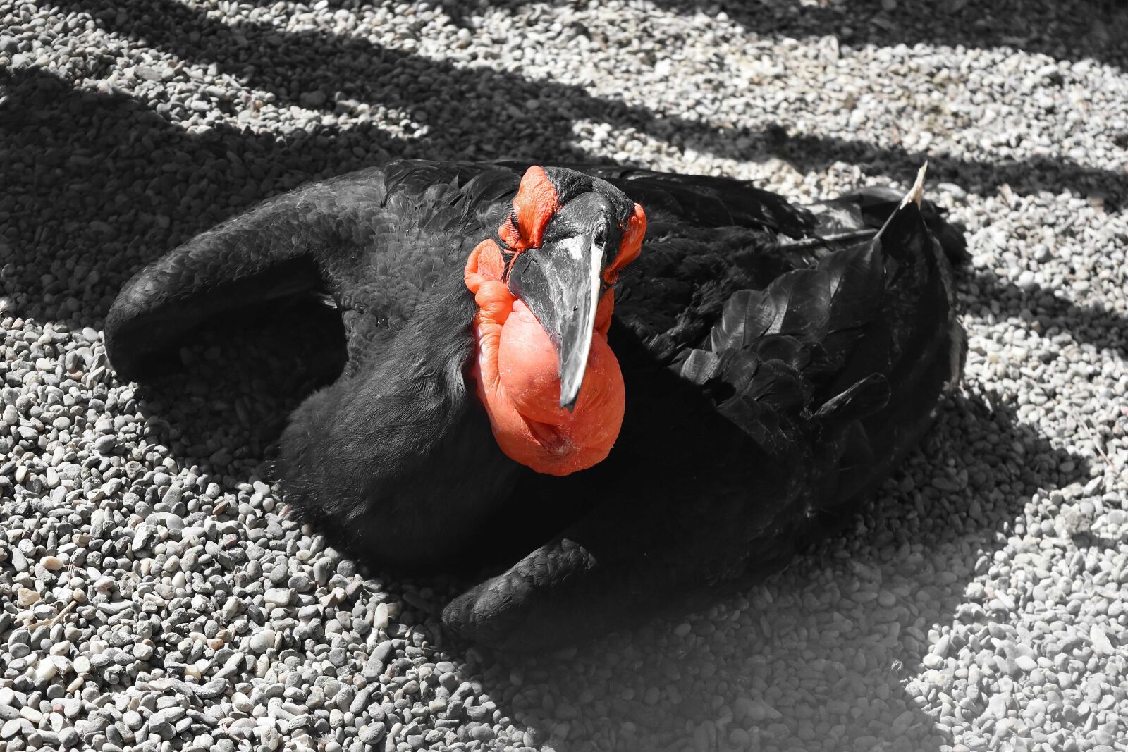 Nikon D5500 sample photo. Bird, black, shadow, wilderness photography