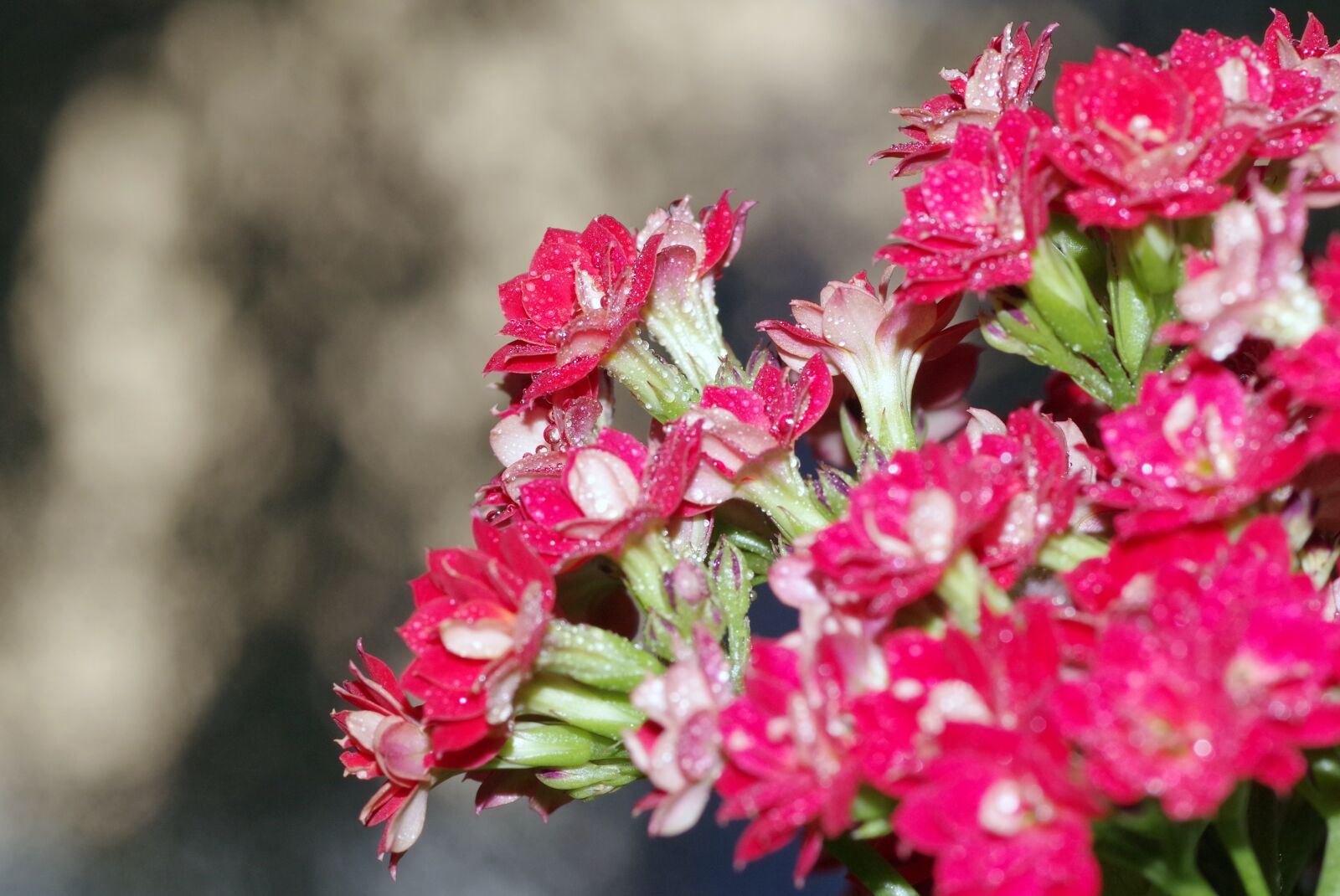 Pentax K-S2 sample photo. Flowers, posy, karmazynowe photography