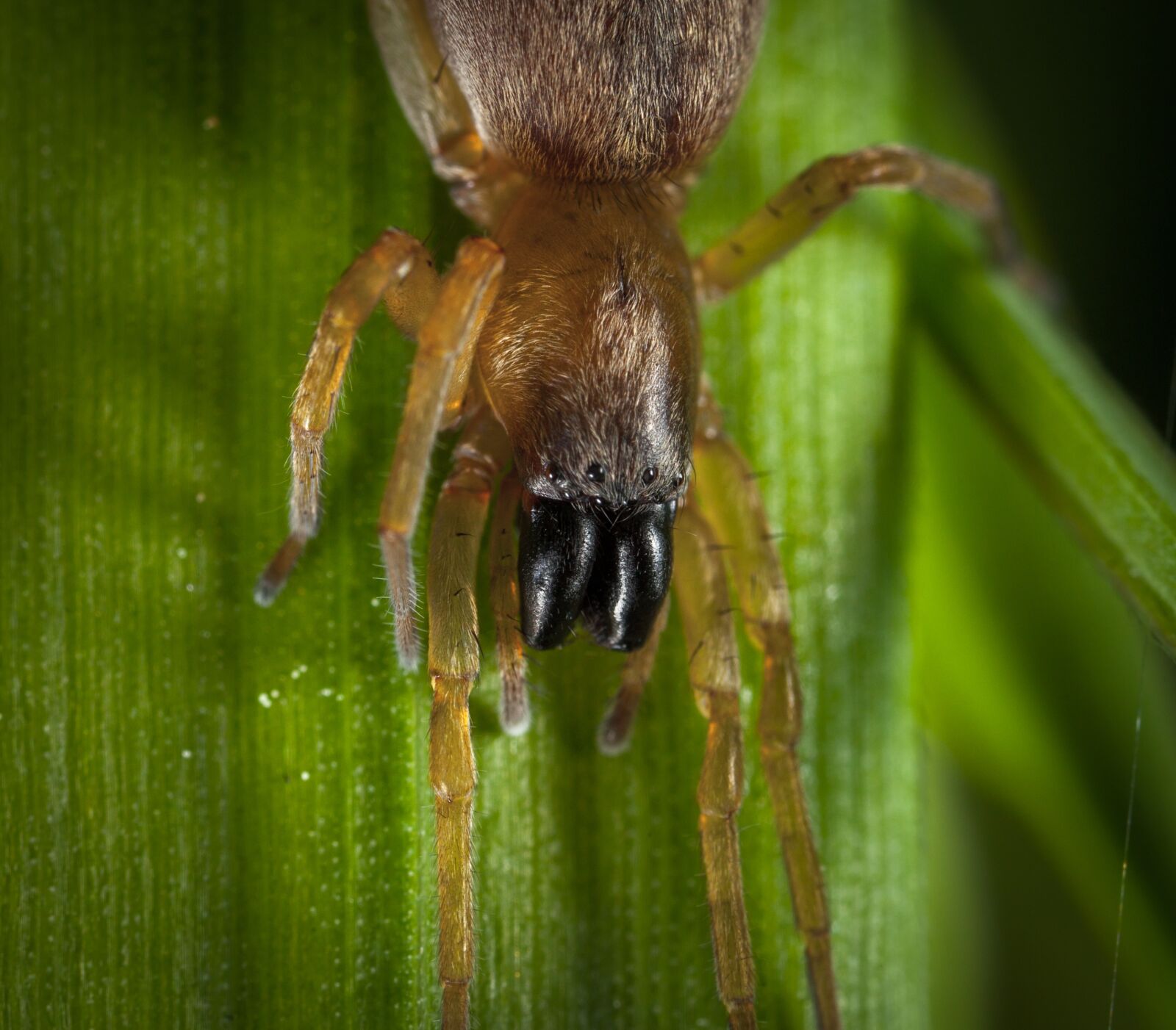 Canon EOS 5D Mark II + Canon MP-E 65mm F2.5 1-5x Macro Photo sample photo. Bespozvonochnoe, living nature, animals photography