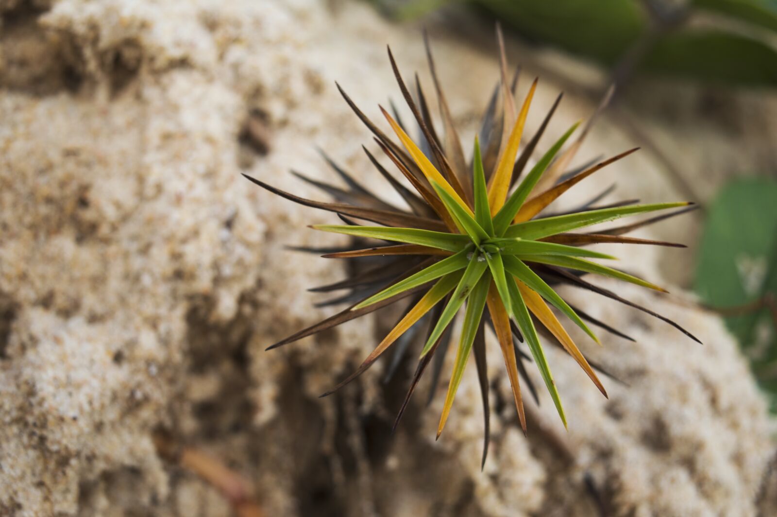 Nikon D3200 sample photo. Flower, green, plant, sand photography