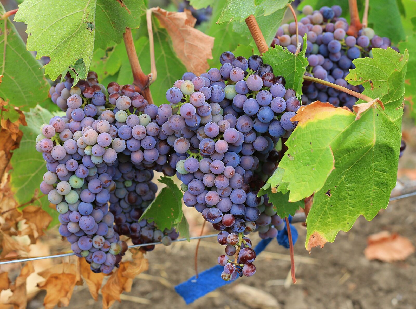 Canon EF 50mm F1.8 II sample photo. Grapes, ripe, sweet photography