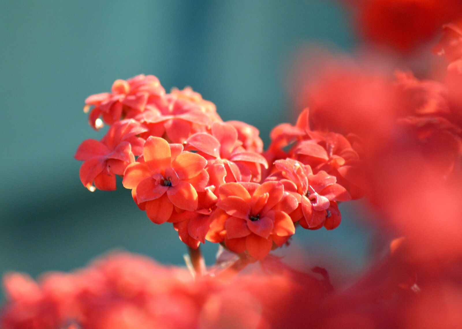 Nikon D5200 sample photo. Little flowers, spring, compact photography