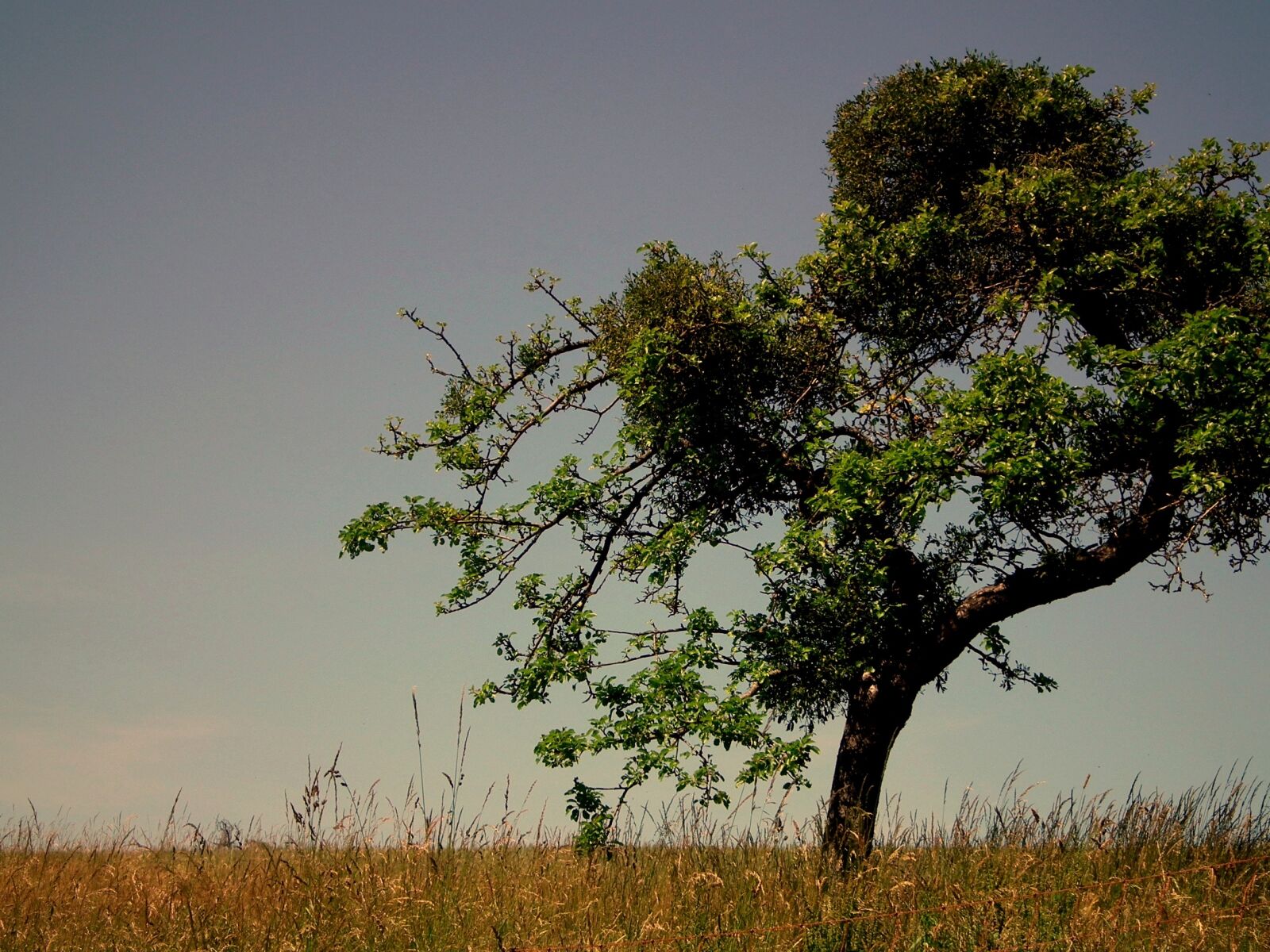 FujiFilm FinePix HS10 (FinePix HS11) sample photo. Tree, pasture, meadow photography