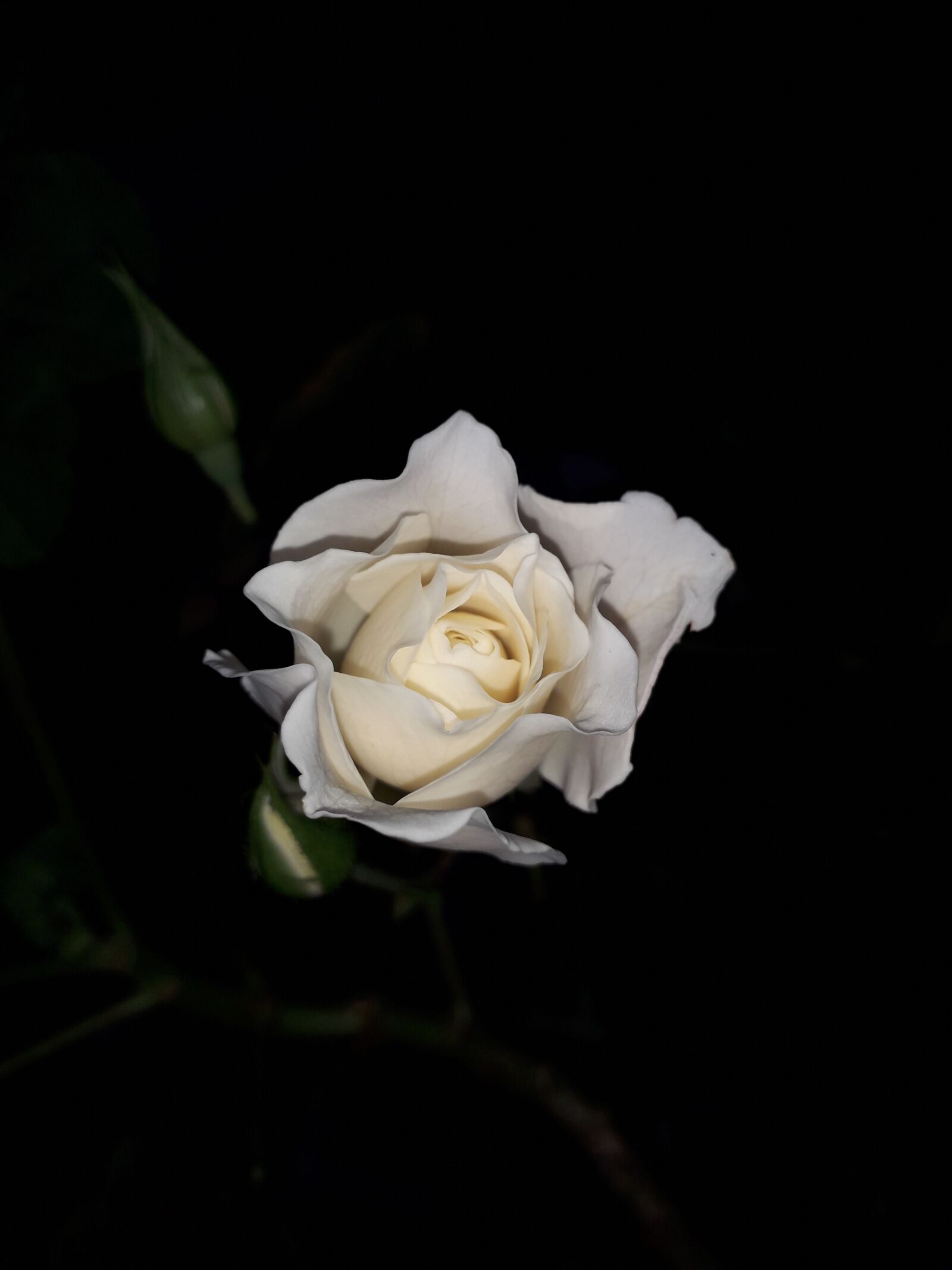 Samsung Galaxy J4 sample photo. Rosa, flor, jardin de photography