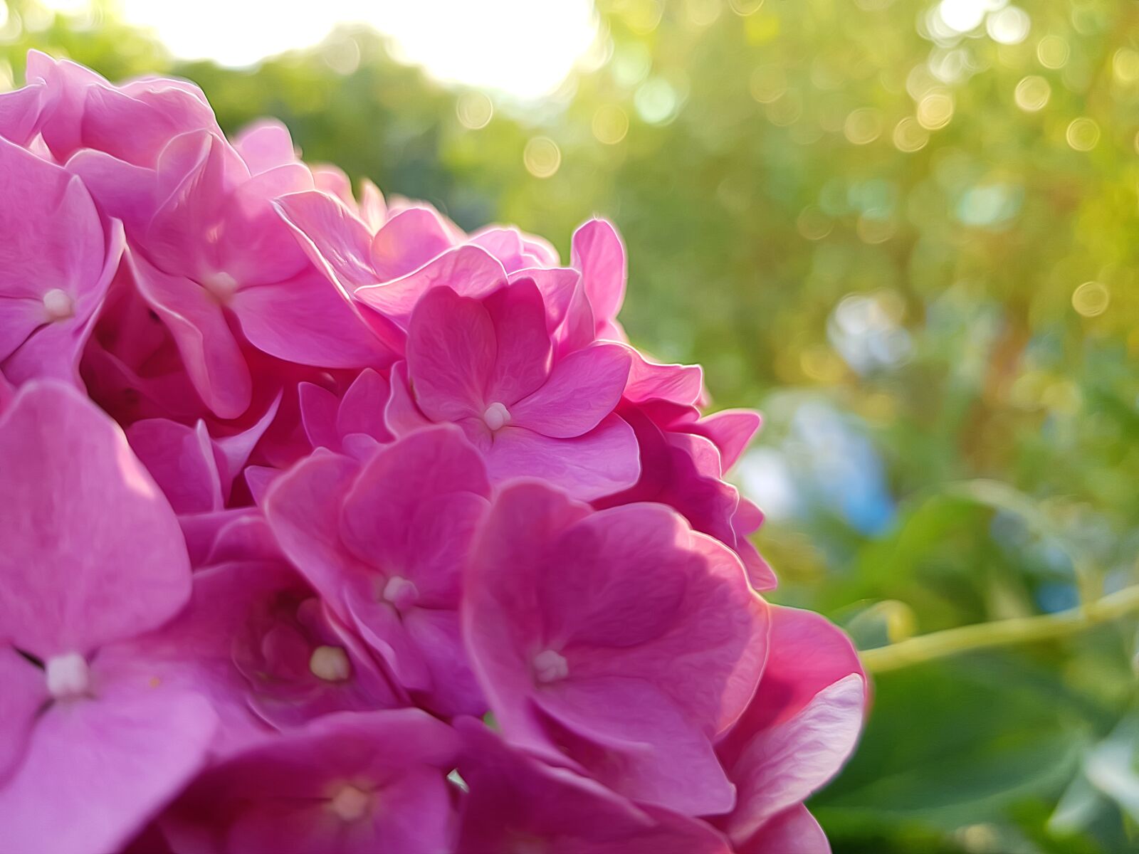 Samsung Galaxy S8 sample photo. Hortenzia, garden, sun photography