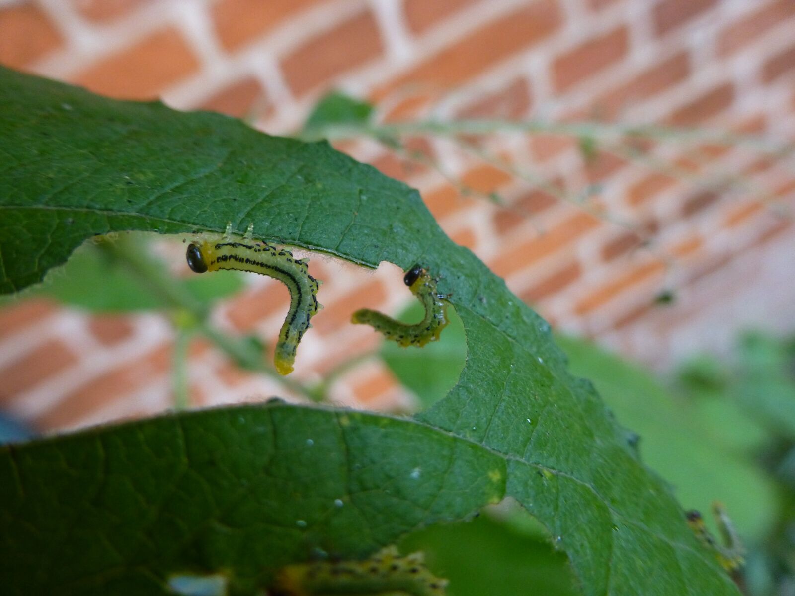 Panasonic DMC-TZ31 sample photo. Nature, caterpillar, leaf photography