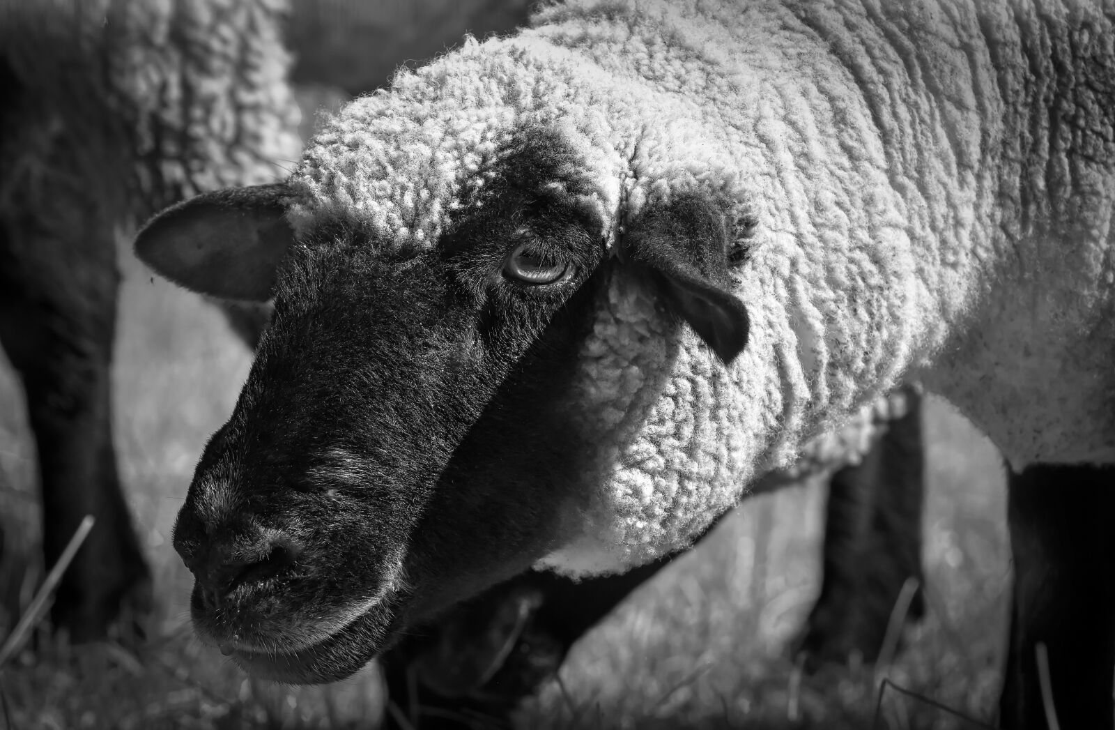 Nikon D7200 sample photo. Sheep, farm, animal photography