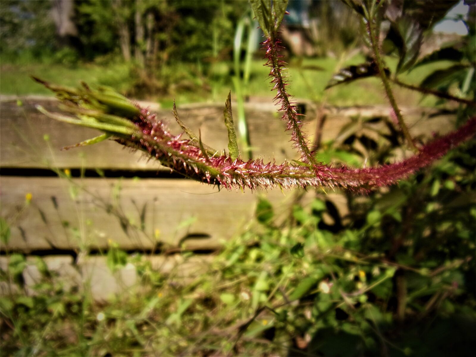 JK KODAK PIXPRO FZ152 sample photo. Vine, thorns, plant photography