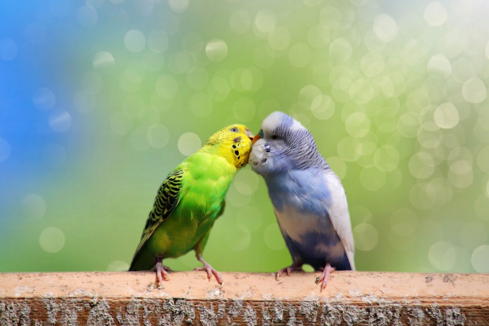 Canon EOS 77D (EOS 9000D / EOS 770D) sample photo. Budgerigars, pair, birds photography