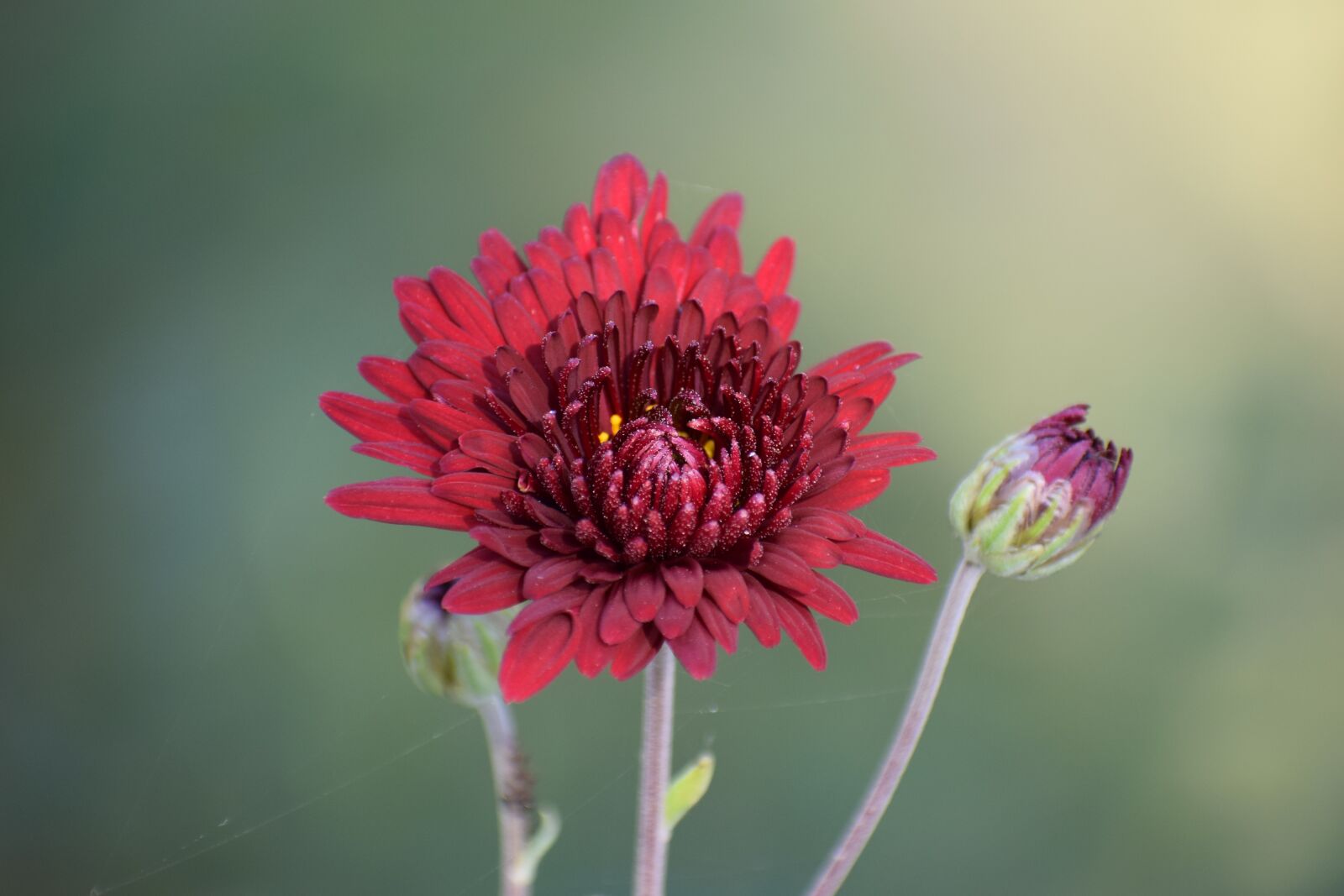 Nikon D3300 sample photo. Flower, nature, spring photography