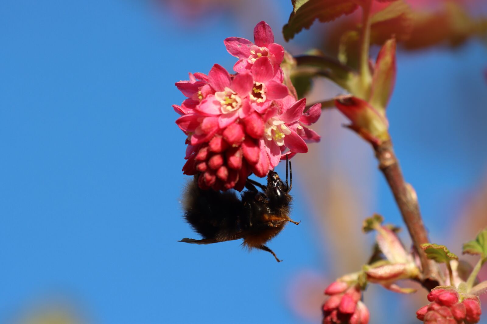 Canon EOS 90D sample photo. Hummel, currants, red photography