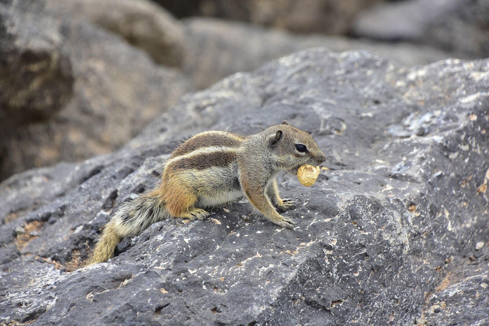 Nikon D7200 sample photo. Squirrel barbary, fuerteventura, rodent photography
