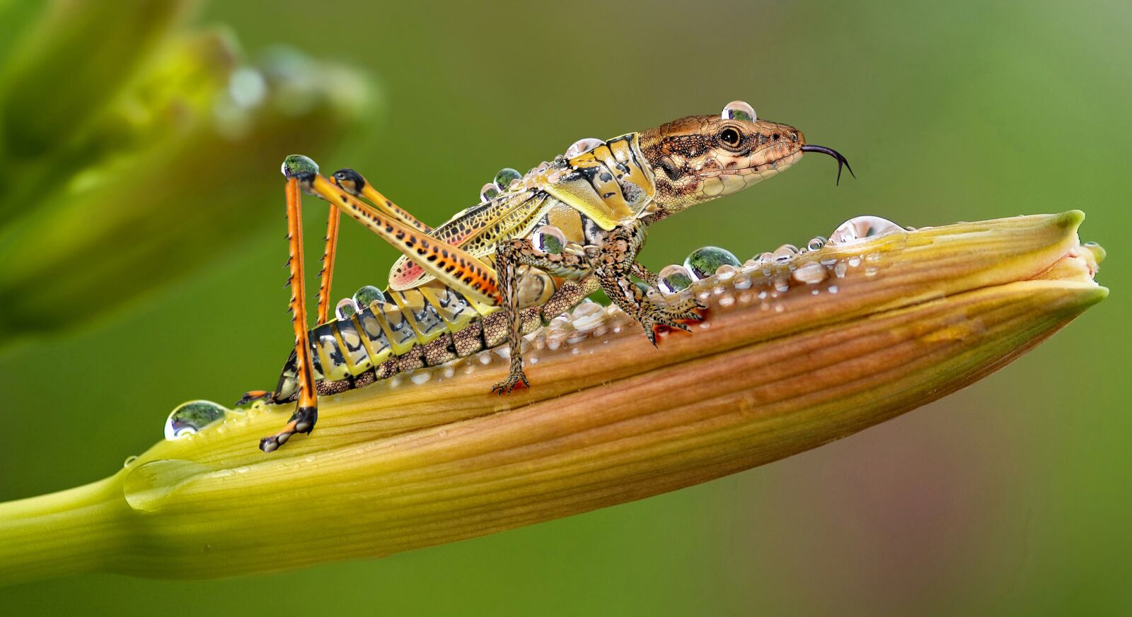 Nikon Coolpix P900 sample photo. Digiart, insect, animal world photography