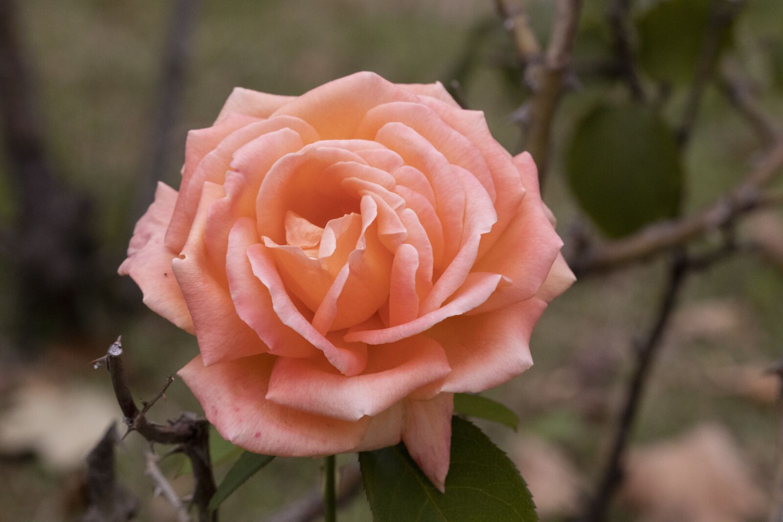 Canon EOS 800D (EOS Rebel T7i / EOS Kiss X9i) sample photo. Autumn, rose, nature photography