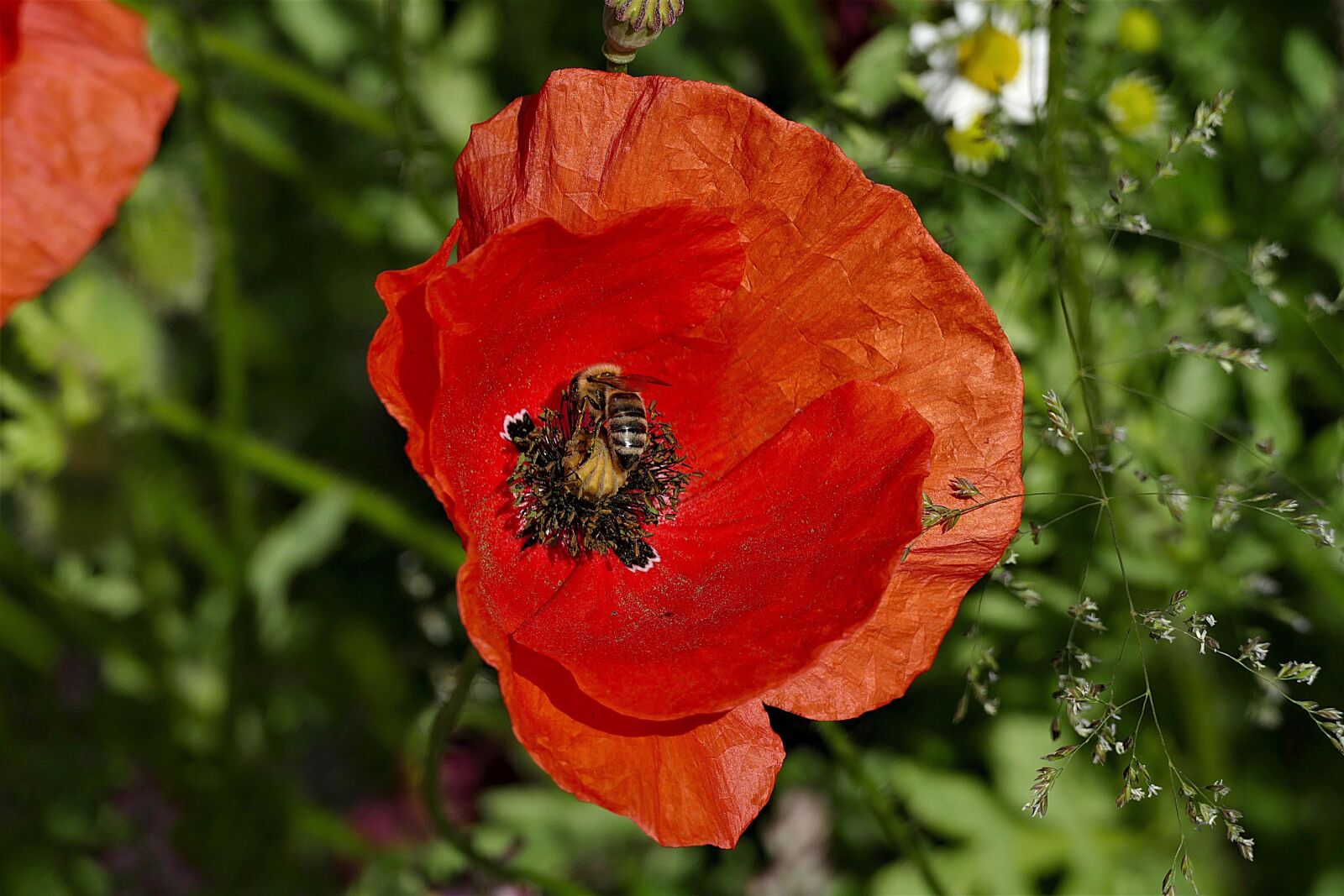 Panasonic Lumix DMC-FZ1000 sample photo. Poppy, bee, red photography