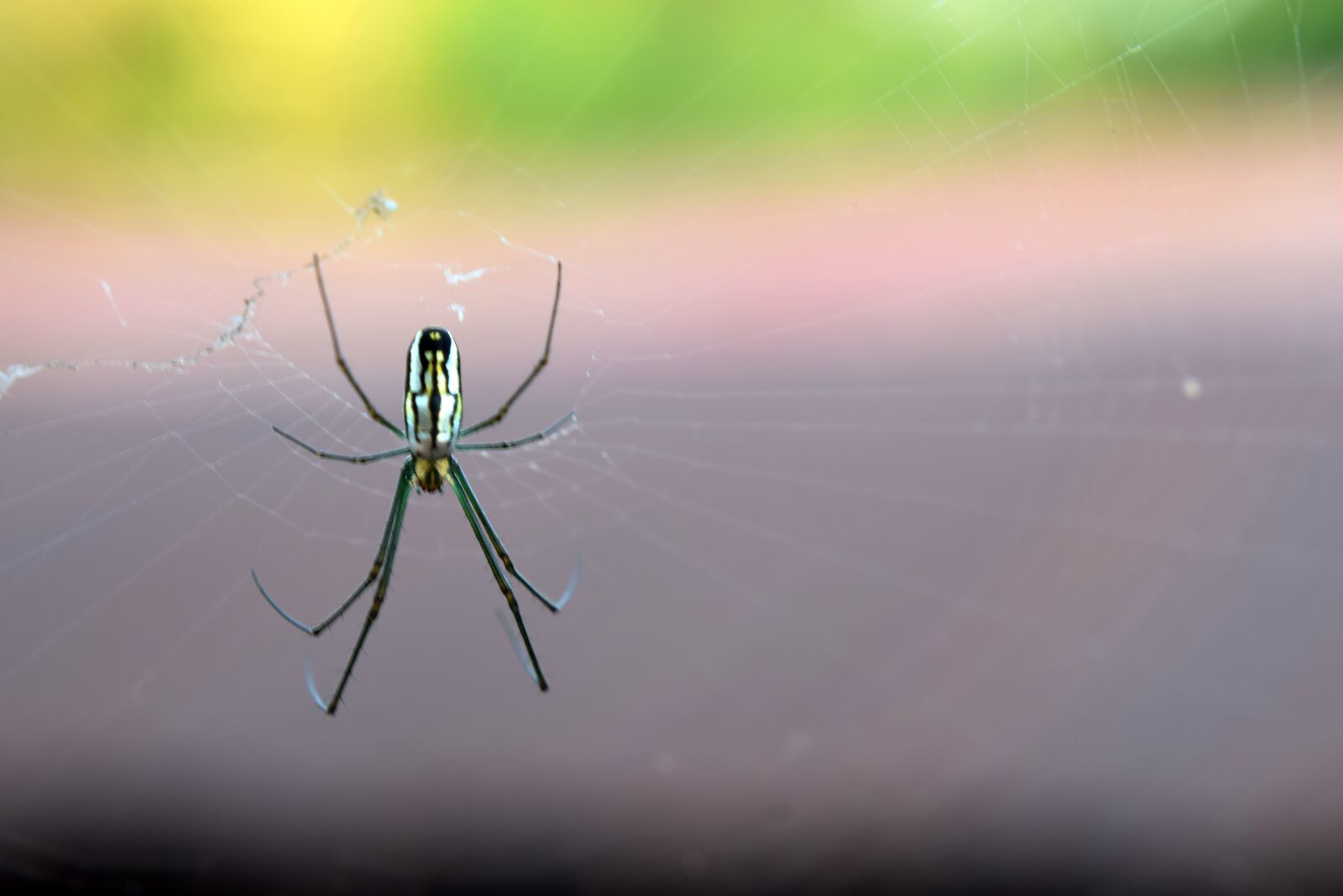 Nikon D3300 sample photo. Spider, insects, web photography