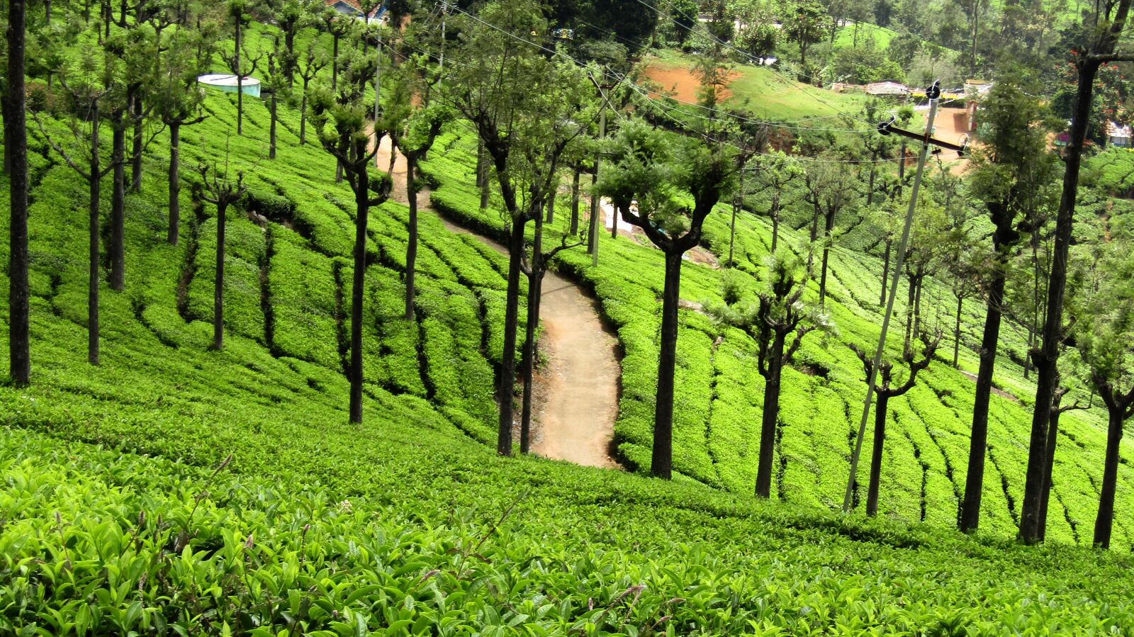 Canon PowerShot SX410 IS sample photo. Ooty, tea, estate photography