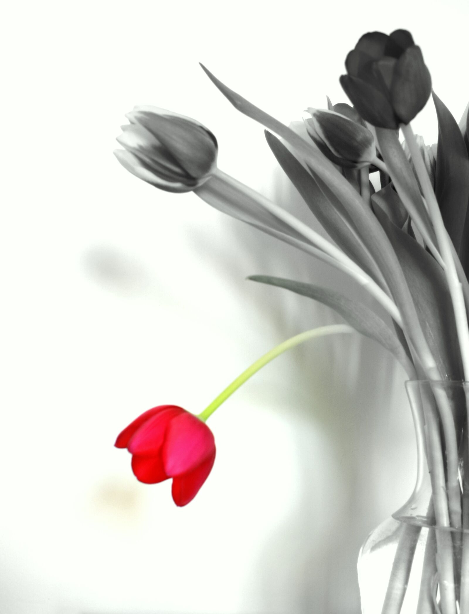 Nikon D3300 sample photo. Tulip, tulips, flower photography