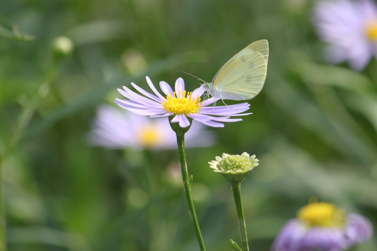 Canon EOS 500D (EOS Rebel T1i / EOS Kiss X3) sample photo. Nature, butterfly, summer photography
