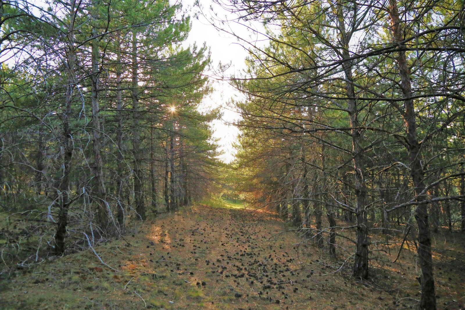 Canon EF 24-105mm F4L IS USM sample photo. Forest, nature, trees photography