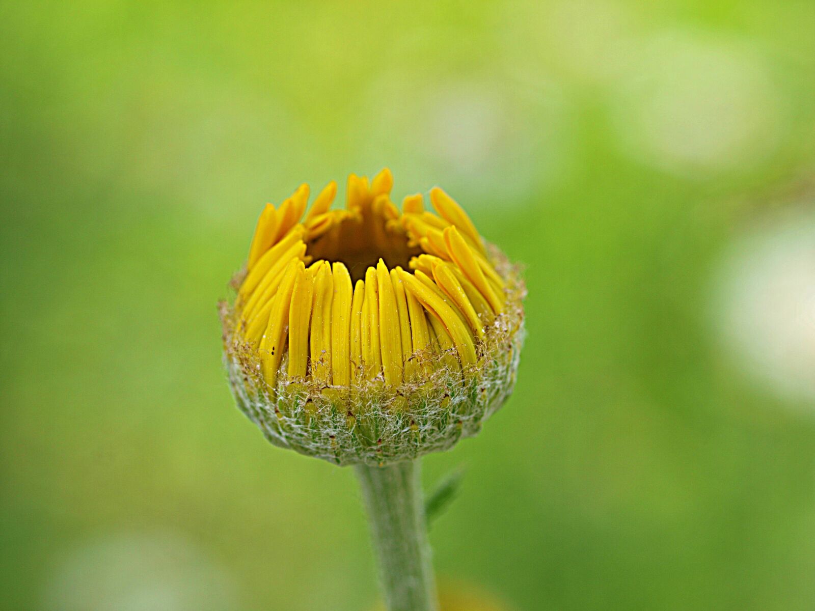 Olympus E-3 sample photo. Marigold, yellow, blossom photography