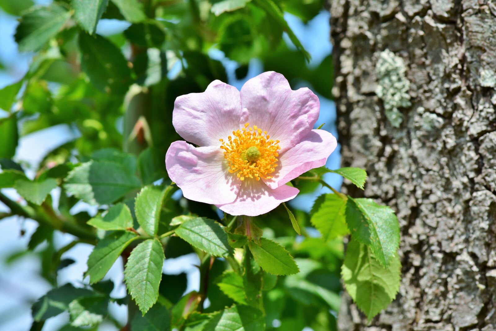 Nikon D7200 sample photo. Anemone, florets, blossom photography