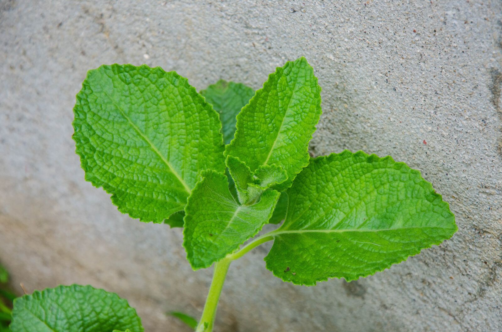 Nikon D7000 sample photo. Oregano, leaves, health photography