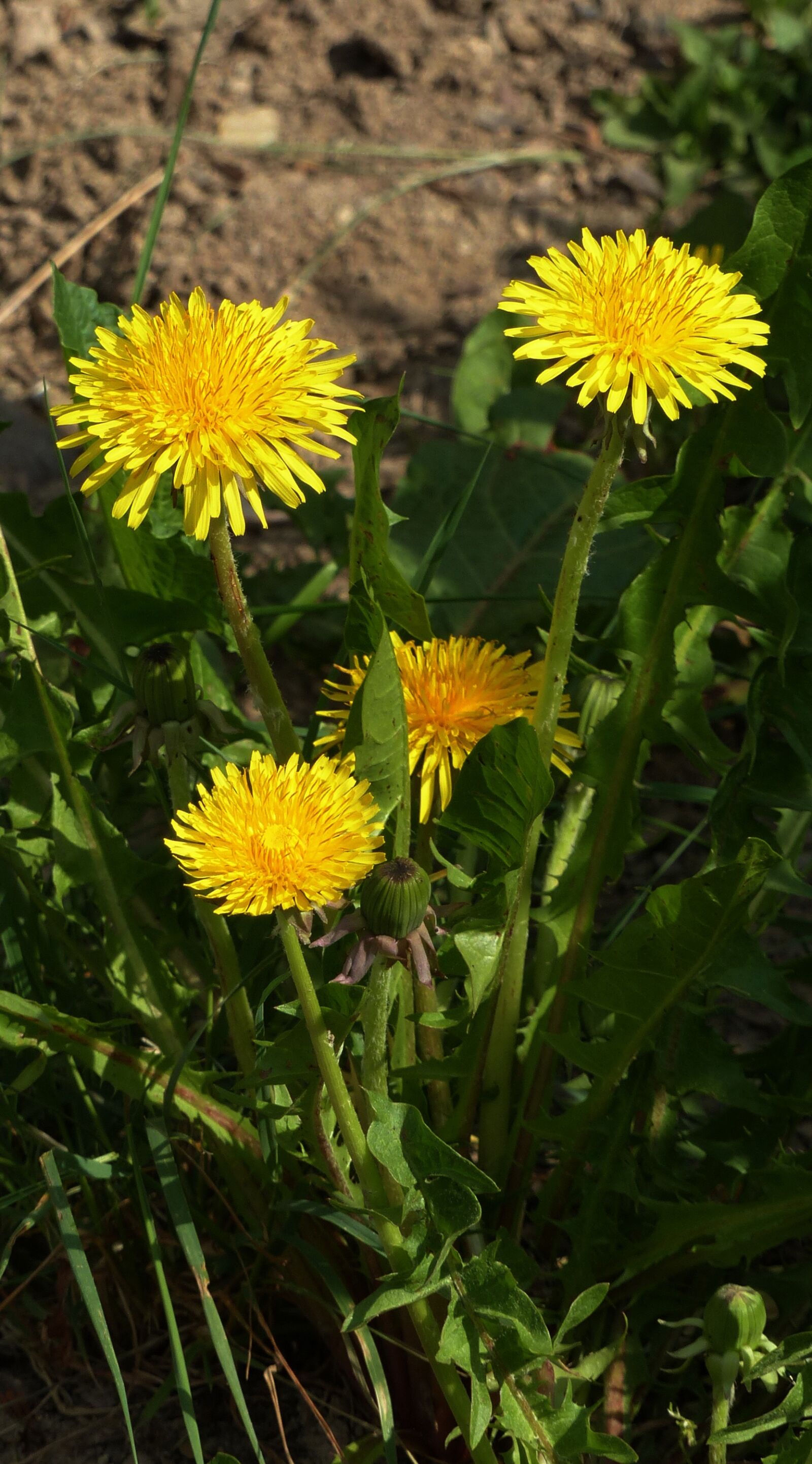 Panasonic Lumix DMC-FZ200 sample photo. Dandelion, yellow, blossom photography