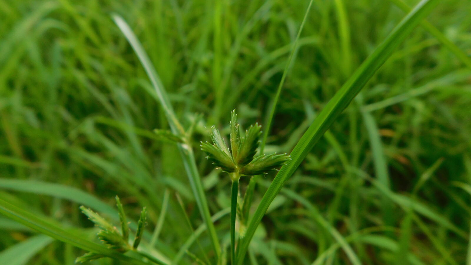 Nikon Coolpix L840 sample photo. Grass photography