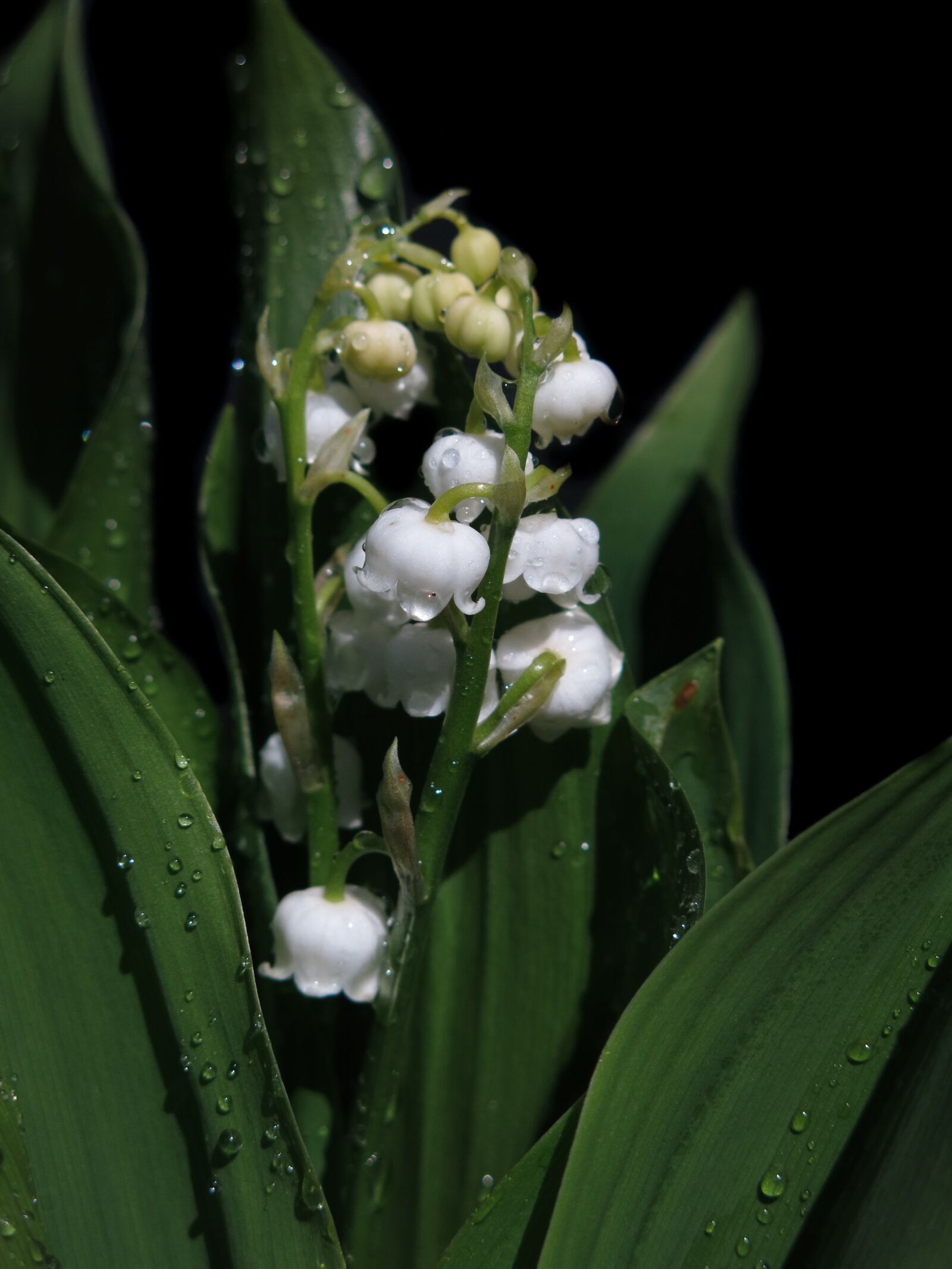 Canon PowerShot G15 sample photo. Lily of the valley photography