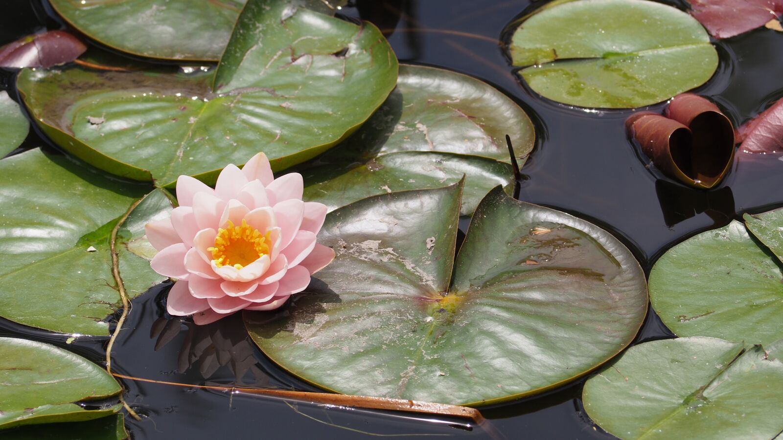 Olympus OM-D E-M10 II sample photo. Lotus flower, lily pad photography