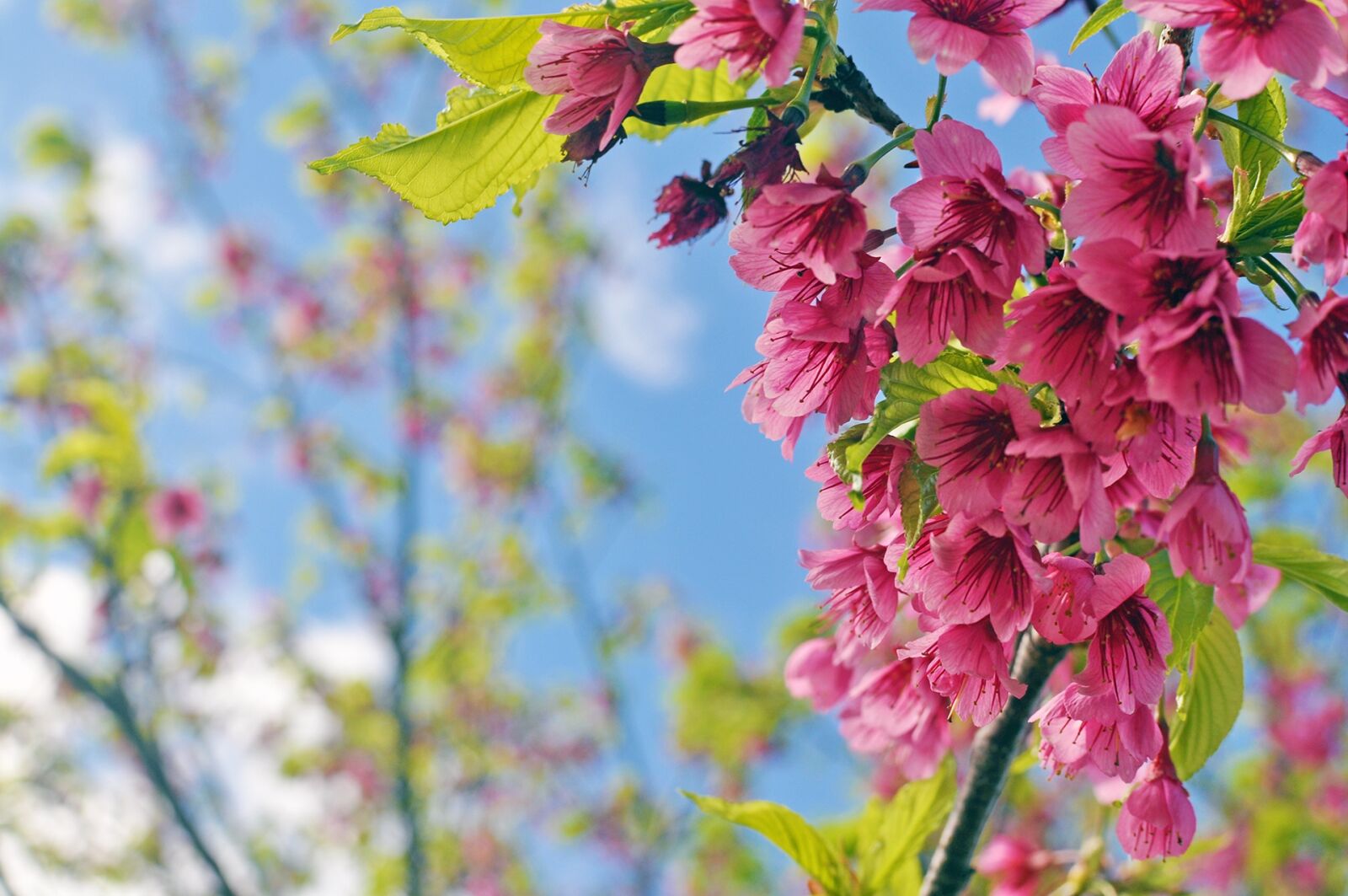 Nikon D5000 sample photo. Flower, cherry blossom, pink photography