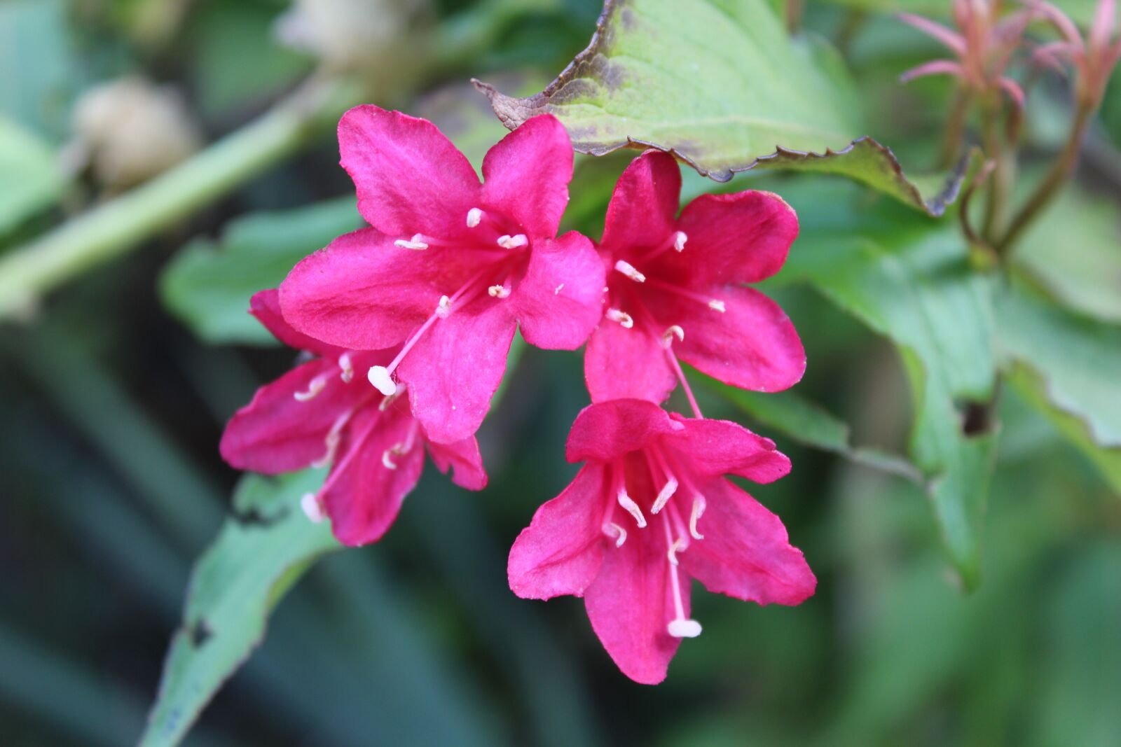 Canon EOS 1200D (EOS Rebel T5 / EOS Kiss X70 / EOS Hi) sample photo. Flowers, plant, summer photography